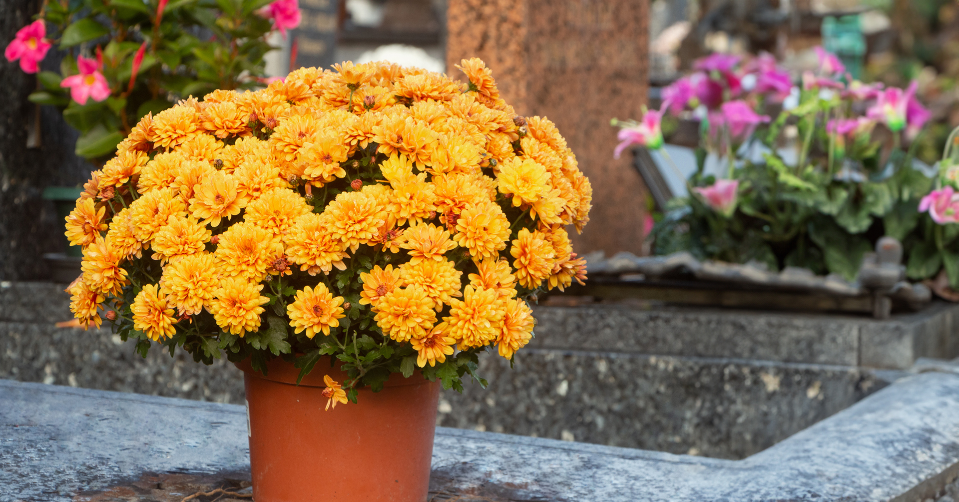 Fall colors and a pot of mums flowers